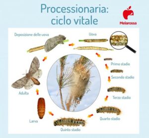 Processionaria: ciclo vitale